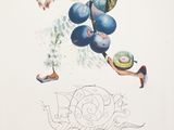 an image of a drawing of a blueberry plant with a snail on it