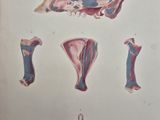 an illustration of a drawing of a human skull and other organs