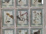 a picture of a window with a bunch of pressed flowers on it