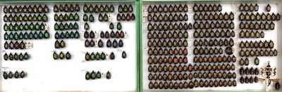 many bottles of beer on display in a glass case
