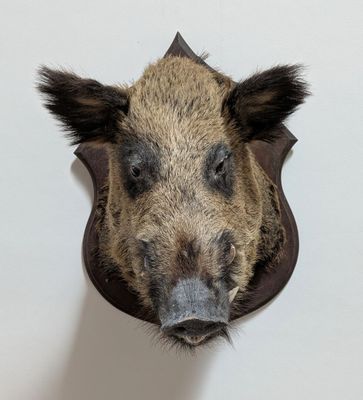 a boar head mounted on the wall of a room