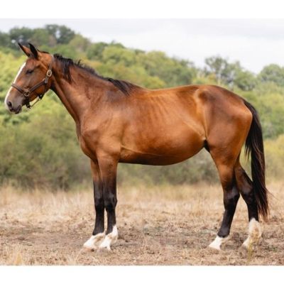 un cheval brun dans un champ, avec des arbres en arrière-plan