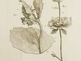 un vieux dessin représentant une plante avec des feuilles et des fleurs