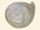 a shell with a spiral pattern on it on a white background