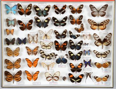 de nombreux types de papillons différents présentés dans une vitrine