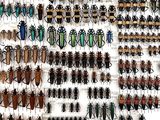 a lot of bugs that are hanging on the wall
