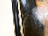 une photo d'un chat qui regarde par la fenêtre