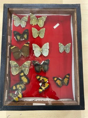 a picture of a display of butterflies in a shadow box