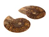 deux ammonites fossilisées sur fond blanc