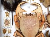 a lot of different kinds of crabs in a box