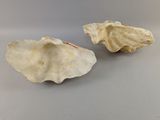 une paire de coquilles d'huîtres posées sur une surface grise