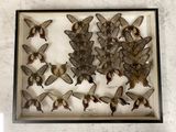 a picture of a display of moths in a glass case