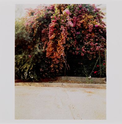 a red fire hydrant sitting in front of a bush of flowers