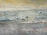 a bird that is standing in the sand by the water