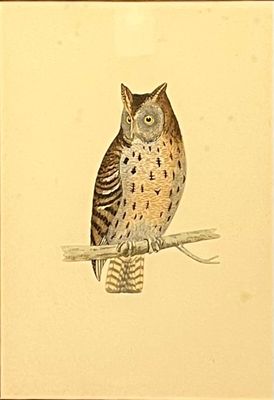 un dessin représentant un hibou perché sur une branche d'arbre