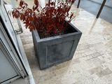 a plant that is sitting in a planter on the sidewalk