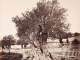 an old black and white photo of an olive tree in a yard