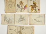 several old books with drawings of birds and flowers on them
