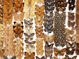 many different types of butterflies on display in a box