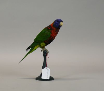 a colorful bird that is sitting on top of a black stand