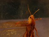 a small insect that is sitting on a window sill