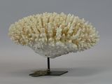 a white coral on a black stand on a white surface