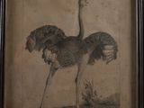 framed picture of an ostrich standing in a field with its head down