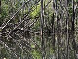Les arbres se reflètent dans l'eau d'un marécage en plein milieu de la journée