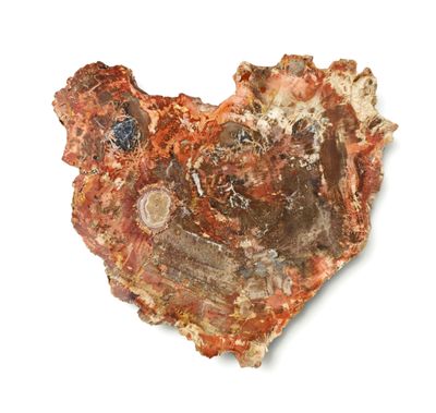 an image of a piece of petrified rock on a white surface