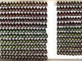 two rows of beetles are arranged in a white frame