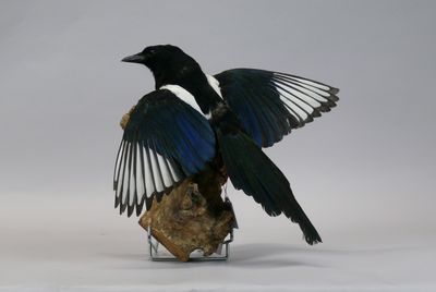 a black and white bird that is standing on a rock