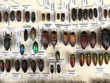 many different types of beetles displayed on the wall