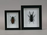 two framed insect specimens in black frames on a white background