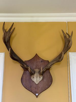 une tête de cerf accrochée au mur d'une pièce