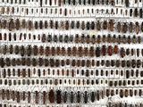 a close up of a bunch of bugs on a wall