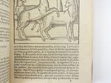 an open book with a picture of a deer and a deer