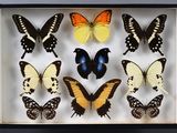 de nombreux papillons exposés dans une boîte-cadre