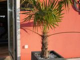 a palm tree in a planter outside of a building