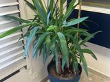 une plante posée dans un pot, par terre