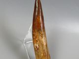 a tooth that has been placed on a clear stand
