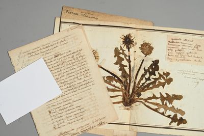 AUTE-GARONNE. Dominique-Jérôme TOURNON (1758-1827), botanist…