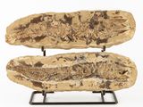 paire de poissons fossilisés sur un socle, sur fond blanc