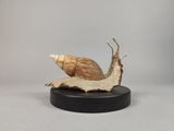 un escargot posé sur un morceau de bois