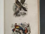 two birds are sitting on a tree branch and a bird is perched on a tree branch