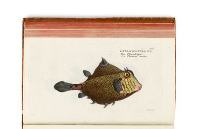 le dessin d'un poisson sur une page d'un livre