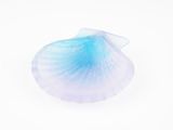 photograph - blue seashell on white background by elena hayelsen