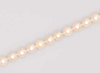 un rang de perles sur fond blanc