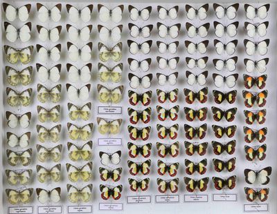 de nombreux types de papillons exposés dans une vitrine