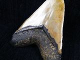 a close up of a shark tooth on a black background
