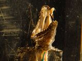 a bird that is sitting on top of a piece of wood